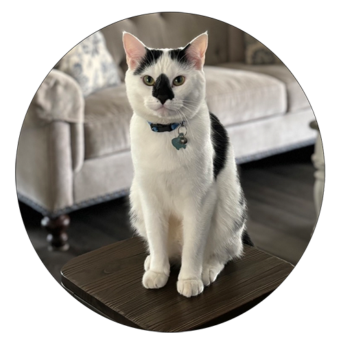 question mark svg Icon